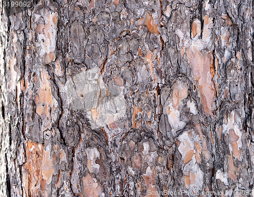 Image of pine bark