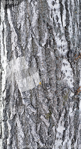 Image of bark background