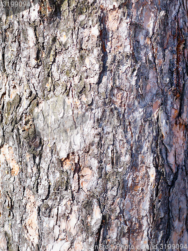 Image of pine bark