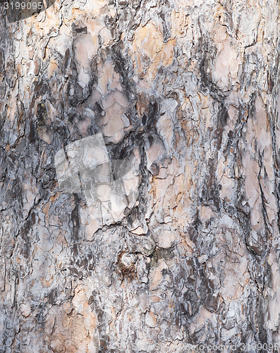 Image of pine bark