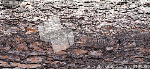 Image of pine bark