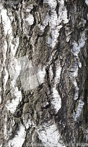 Image of birch bark