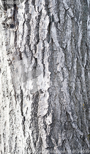 Image of bark background