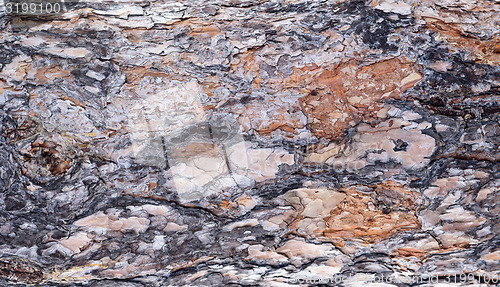 Image of pine bark