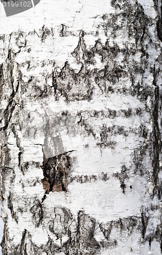 Image of birch bark