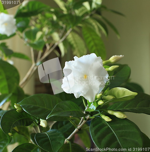 Image of indoor flowers