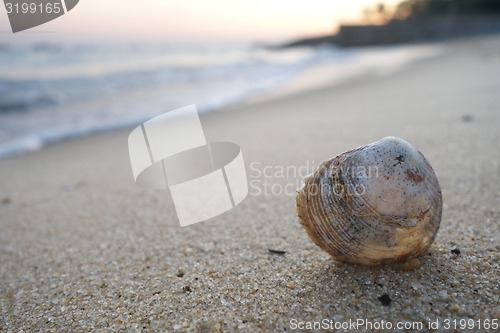 Image of Shell on the beach