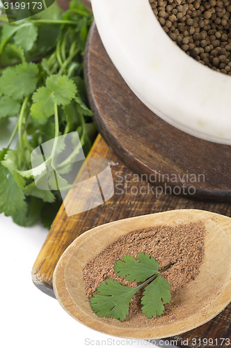 Image of Coriander 
