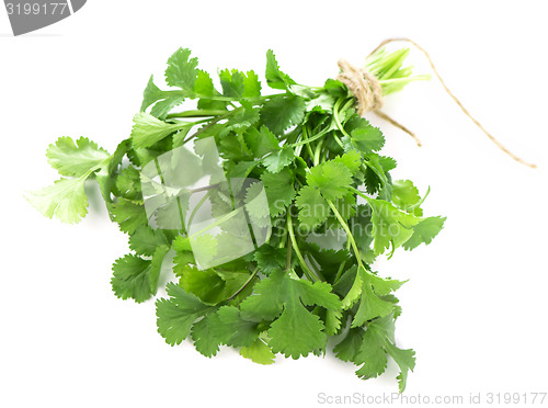 Image of Coriander 