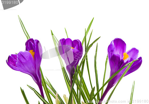 Image of crocuses