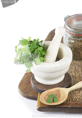 Image of Coriander 