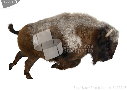 Image of American Bison