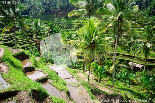 Image of Terrace rice fields on Bali, Indonesia