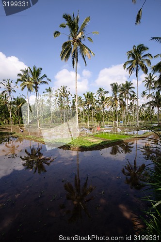 Image of Terrace rice fields on Bali, Indonesia