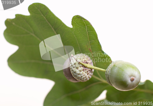 Image of Acorns