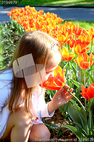 Image of little girl smells tulips on the flower-bed