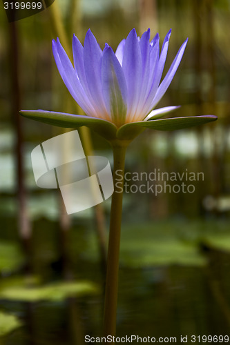 Image of  close up of flower in the  garden