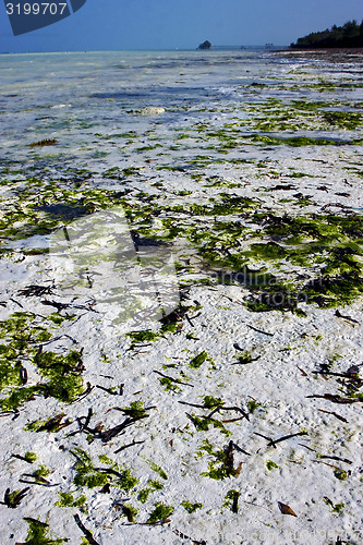 Image of seaweed and coastline