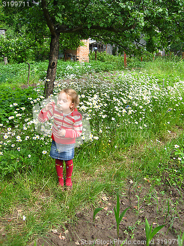 Image of little girl swelling soap bubbls in chamomiles