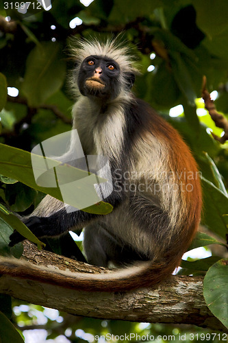 Image of  ape in zanzibar