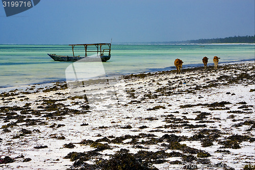 Image of cows in tanzania zanzibar