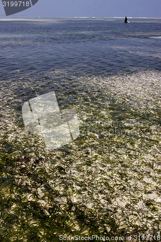 Image of beach seaweed and women  in tanzania zanzibar