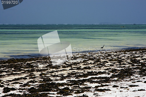Image of beach seaweed and  bird in zanzibar