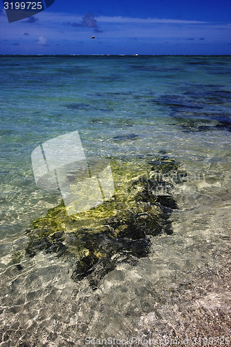 Image of beach and seaweed in ile du cerfs mauritius
