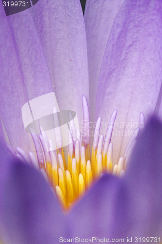 Image of  flower in the  garden of  pamplemousses