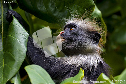 Image of  ape in the jozany forest