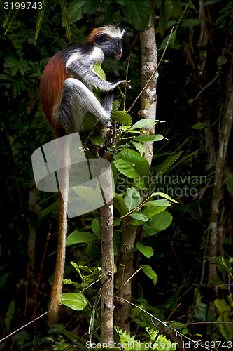 Image of ape in the island of  zanzibar