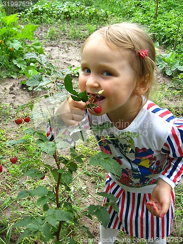 Image of little beautiful girl chewing raspberries on the bush