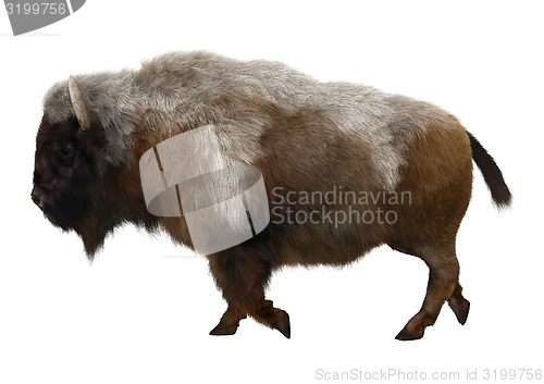 Image of American Bison