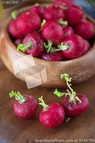 Image of harvest of ripe radish.