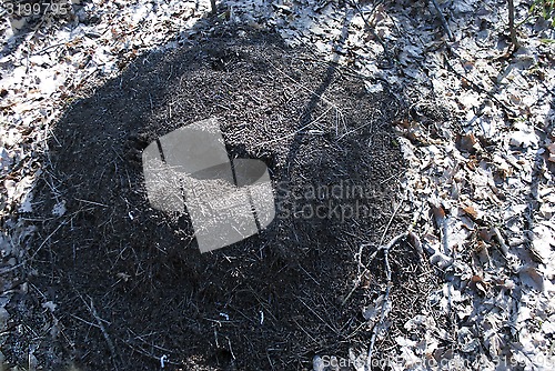 Image of anthill top