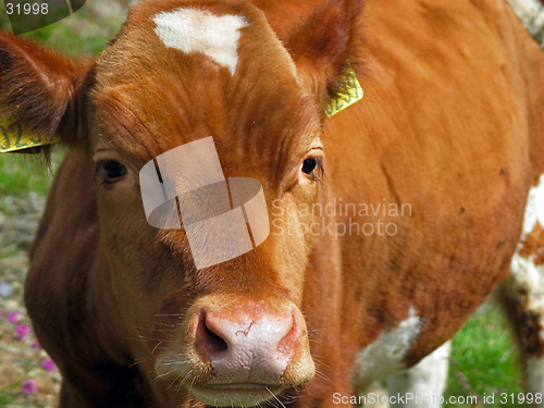 Image of cow's nose closeup