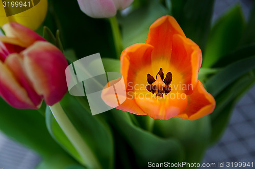 Image of beutiful tulip