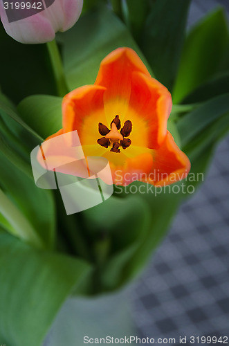 Image of Beutiful Tulip
