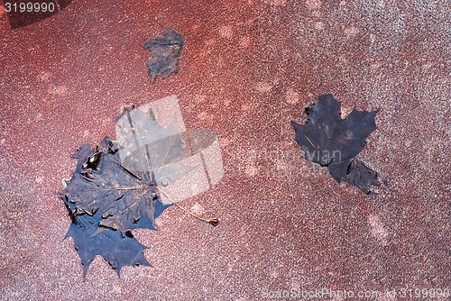 Image of Maple leaves in the puddle