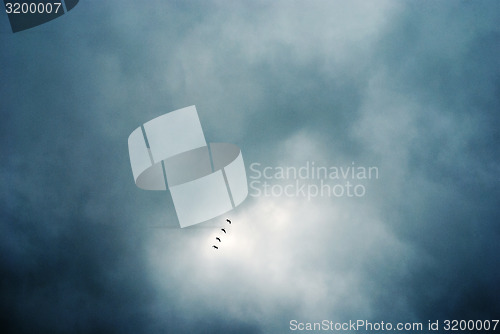 Image of flock of birds flying in formation