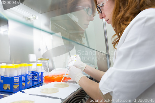 Image of Life scientist researching in the laboratory.