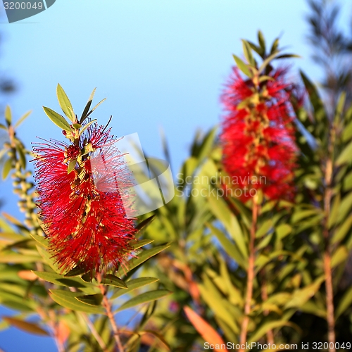 Image of Bottlebrush Callistemon