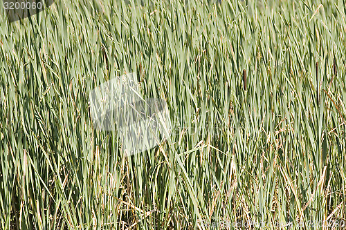 Image of green reed-belt