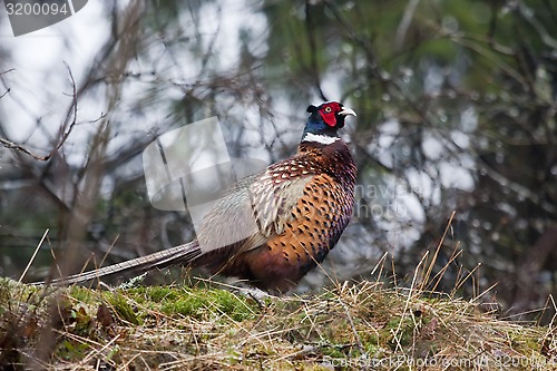 Image of male pheasant