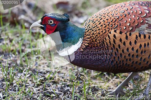 Image of phaesant cock