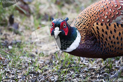 Image of male pheasant