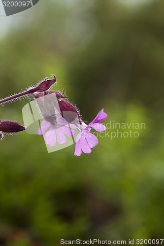 Image of red campion