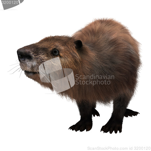 Image of Beaver