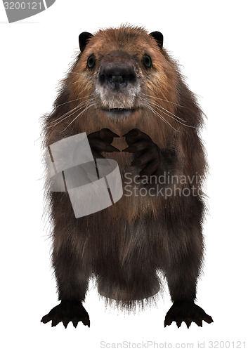 Image of Beaver