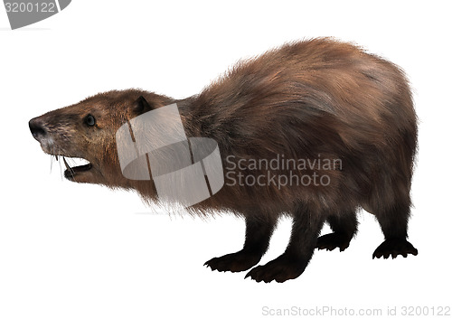 Image of Beaver